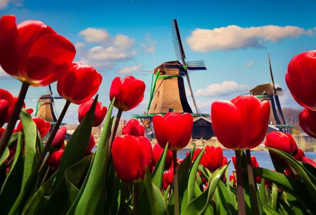 Holansko - vodní mlýny s tulipány shutterstock_285073214.jpg