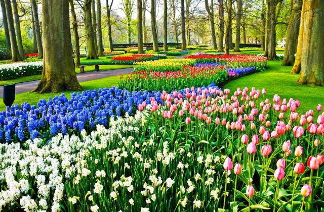 Holandsko - park Keukenhof 147063751.jpg