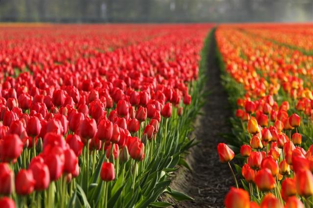 Nizozemsko tulips-2546_1920.jpg
