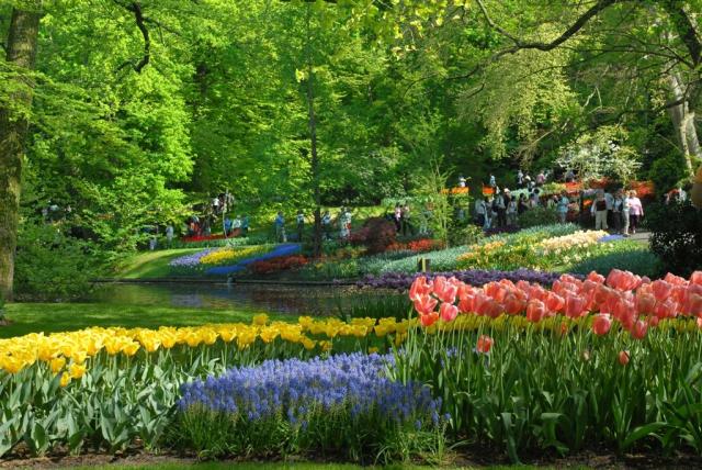 Holandsko - Keukenhof-Szmurlo 1.jpg