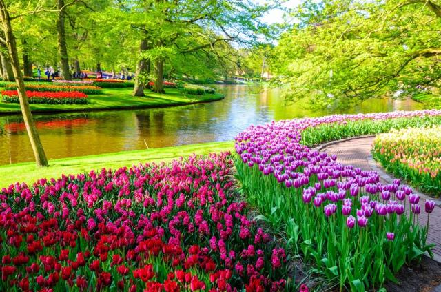 Holandsko Keukenhof shutterstock_428157550.jpg