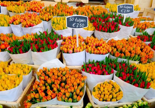 Tulipány trh Amsterdam shutterstock_123824038.jpg