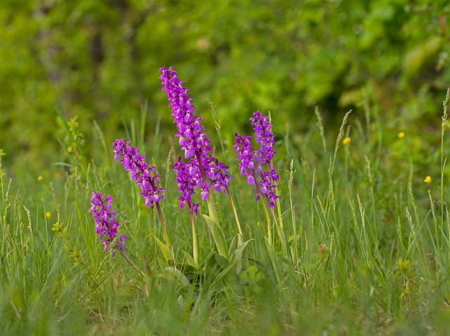 Bílé Karpaty orchid-4964509_1920.jpg