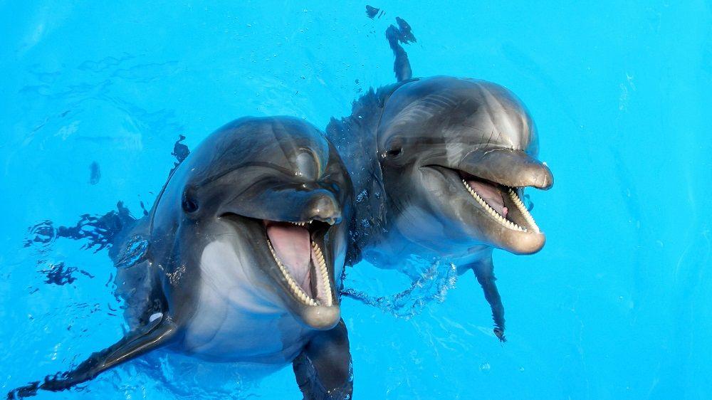 Město Norimberk a ZOO s delfináriem