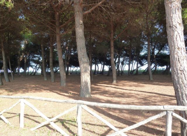 Residence Pinetina - Silvi Marina