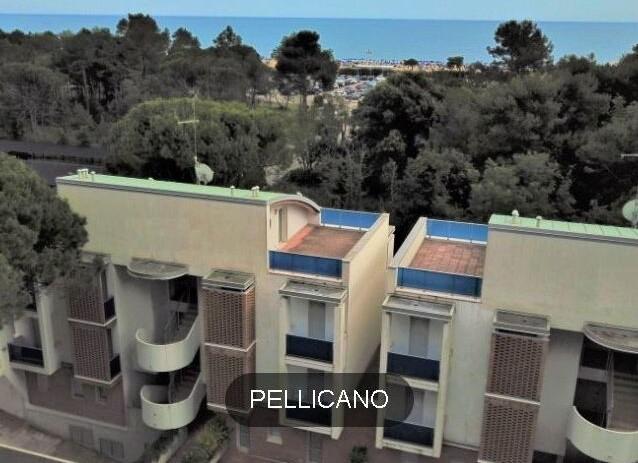 Pellicano
