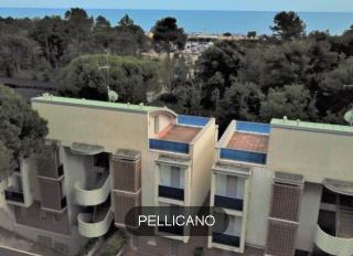 Pellicano