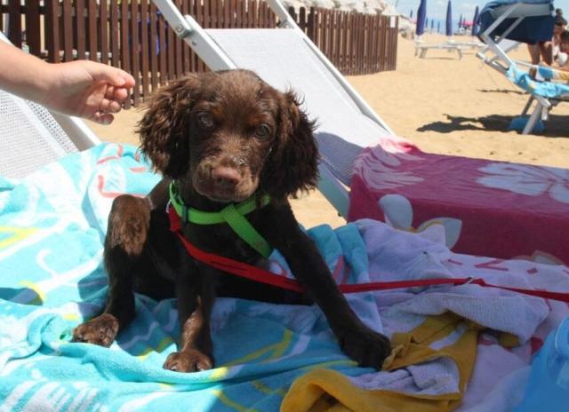 Camping Village Pino Mare**** - Lignano Riviera