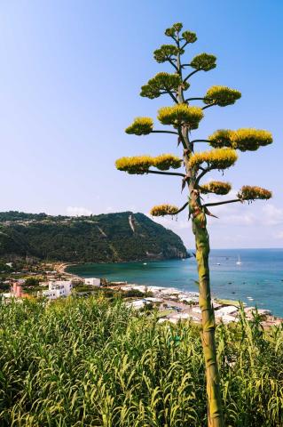 Hotel Capizzo, Forio (46)