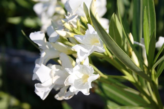 33 Flora sarda.JPG