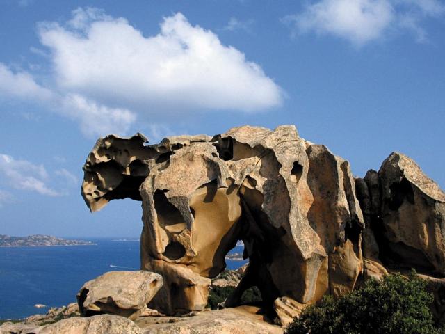 Sardinie medved.jpg