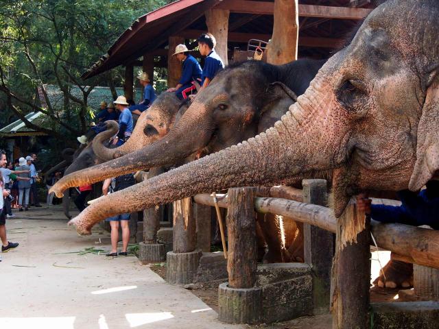 <p>Thajsko - Chiang Mai - Exkurze do sloního kempu</p>