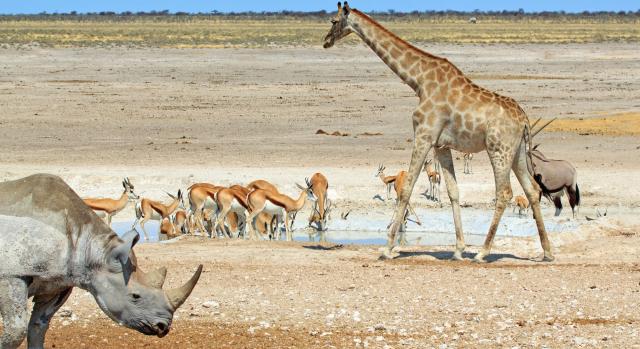 <p>Namibie - NP Etosha - zvířata u napajedla</p>