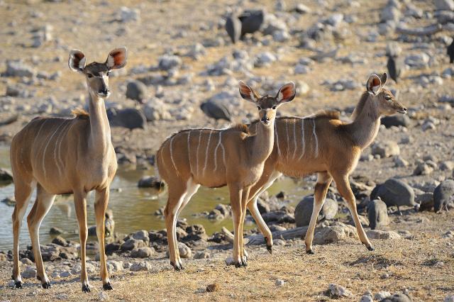 <p>Namibie - NP Etosha - Antilopy u napajedla</p>