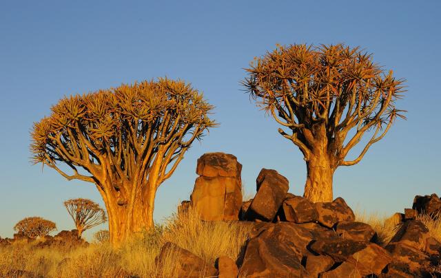 <p>Namibie - NP Etosha - Aloe rozsochatá</p>