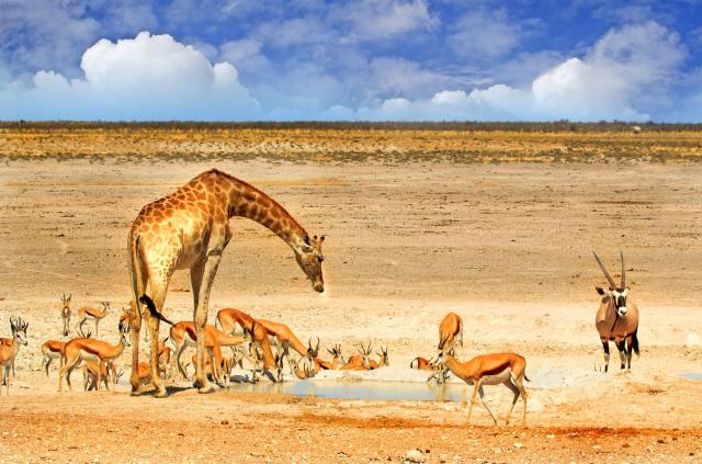 <p>Namibie - NP Etosha - Zvířata u napajedla</p>