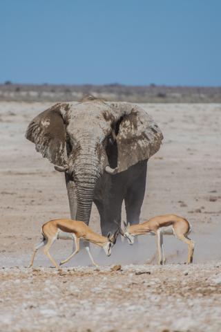 <p>Namibie - NP Etosha - Zvířata v Solné pánvi</p>