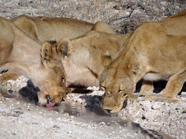 <p>Namibie - NP Etosha - Lvice u napajedla</p>