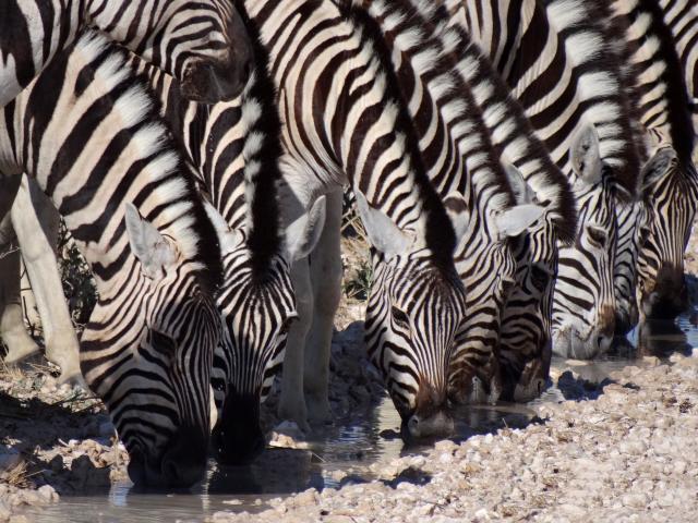 <p>Namibie - NP Etosha - Zebry u napajedla</p>