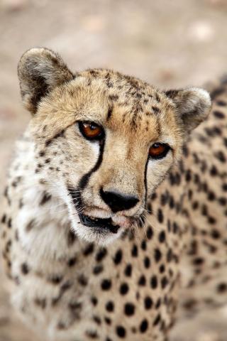 <p>Namibie - NP Etosha - Gepard</p>