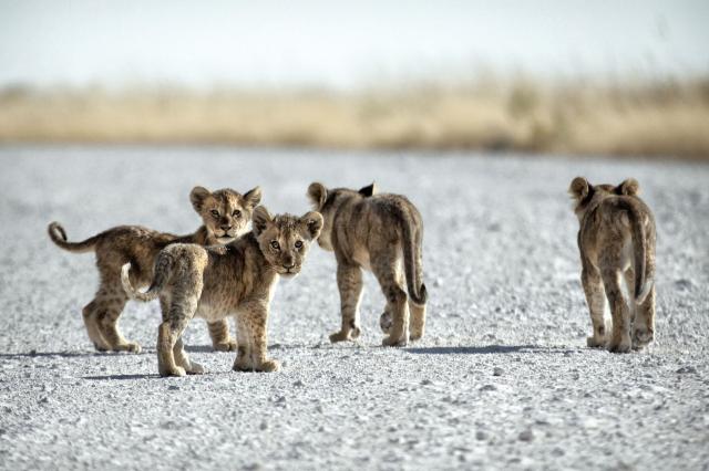 <p>Namibie - NP Etosha - Lvíčata na procházce</p>