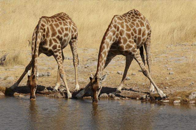 <p>Namibie - NP Etosha - Žirafy u napajedla</p>