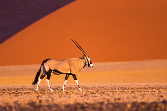 <p>Namibie - NP Namib Naukluft - Oryx v poušti</p>
