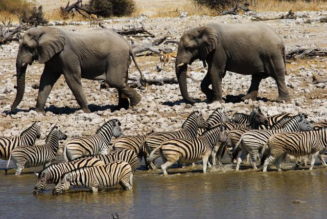 <p>Namibie - NP Etosha - Zvířata u napajedla</p>