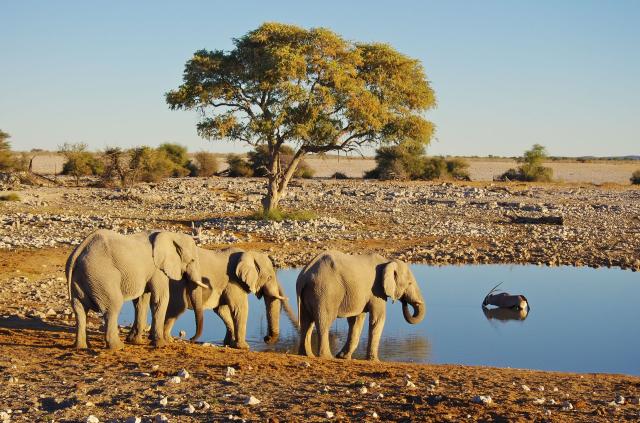 <p>Namibie - NP Etosha - Sloni u napajedla</p>