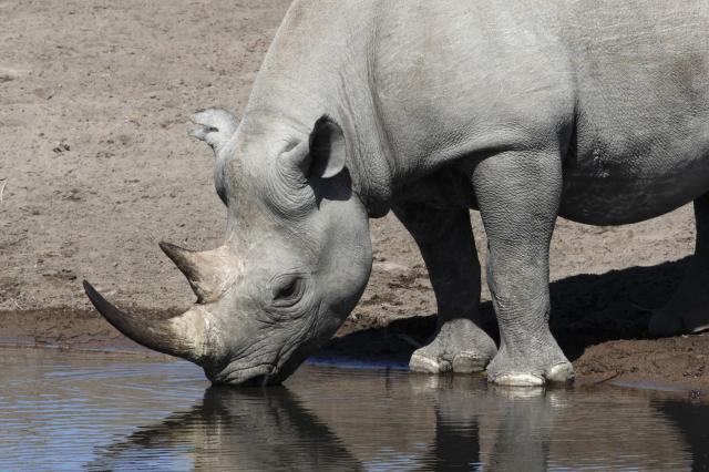 <p>Namibie - NP Etosha - Nosorožec černý</p>
