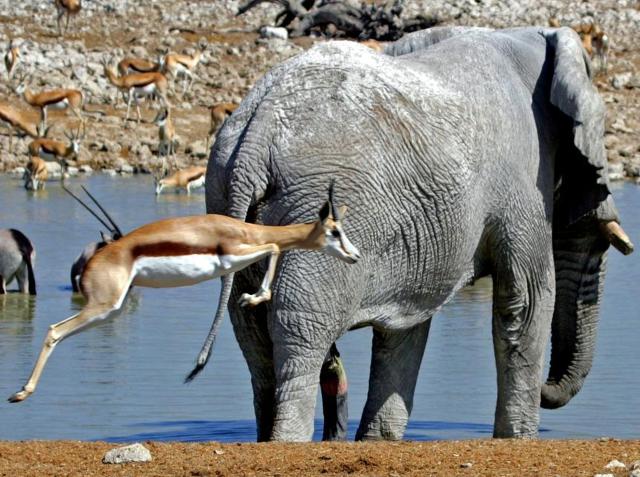 <p>Namibie - NP Etosha - Zvířata u napajedla v Namutoni</p>