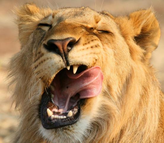 <p>Botswana - NP Chobe - Mlsná lvice</p>