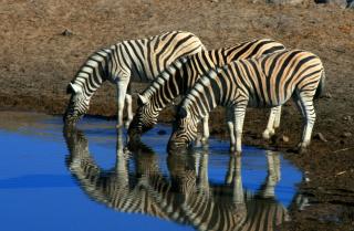 To nejlepší z Namibie - Země barev, pouště i bohaté safari