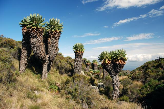 <p>Tanzanie - porost starčeků na Kilimandžáru</p>
