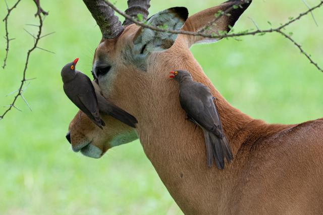 <p>Tanzánie – národní park Arusha</p>