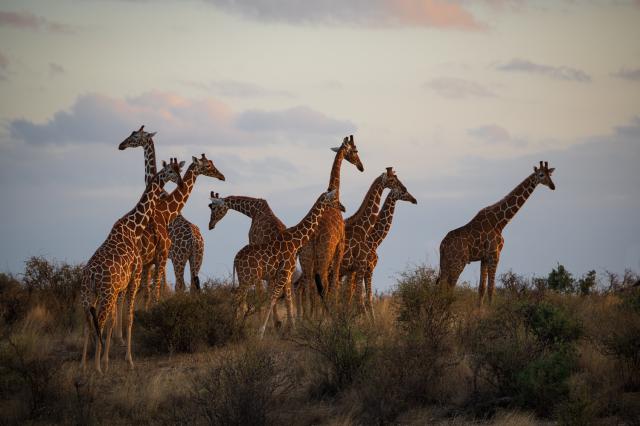 <p>Tanzánie – safari v národním parku Arusha</p>