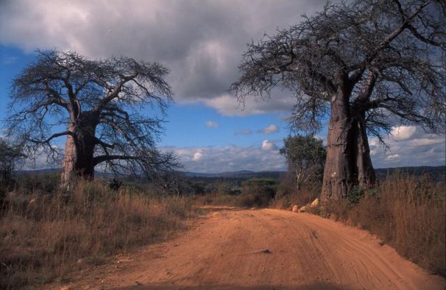 <p>Tanzánie – baobab </p>