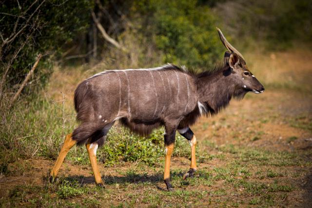 <p>Tanzanie - voduška v NP Arusha</p>