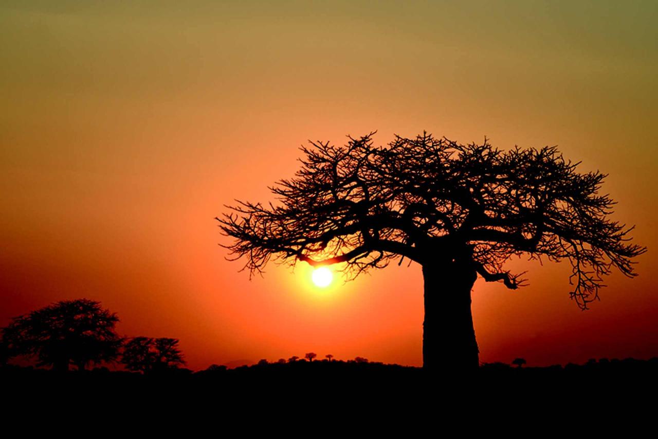 Centrální Tanzanie - Fotosafari v divočině