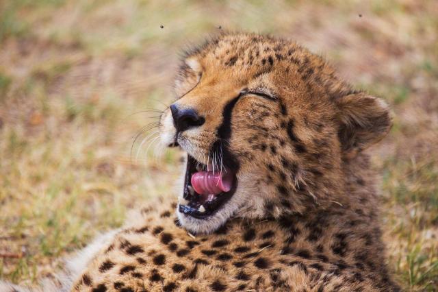 <p>Tanzanie - NP Mikumi - Gepard, nejrychlejší kočkovitá šelma<