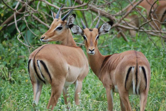 <p>Tanzanie - Antilopy v Selous GR</p>