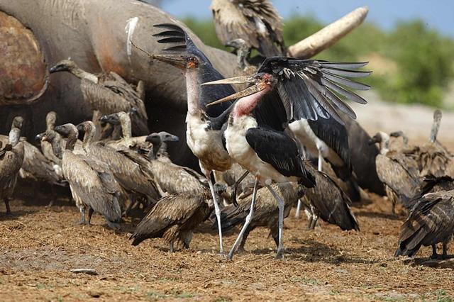 <p>Tanzanie - NP Ruaha - Hodování mrchožroutů</p>