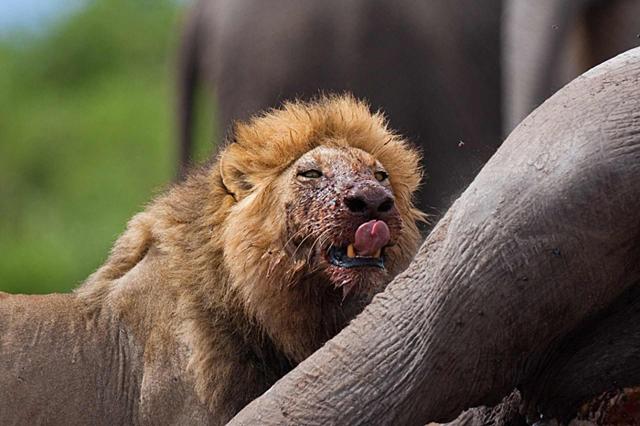 <p>Tanzanie - Selous GR - Lev hodující na mršině</p>
