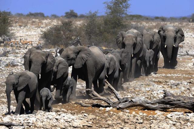 <p>Tanzanie - Stádo slonů v NP Ruaha</p>