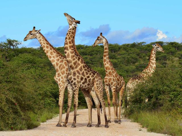 <p>Tanzanie - NP Mikumi - Žirafy</p>