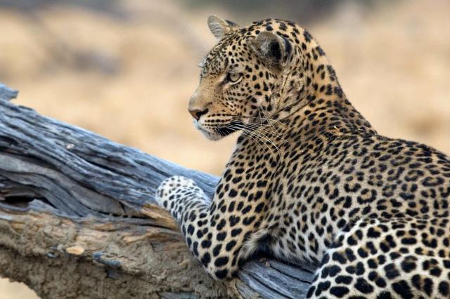 <p>Tanzanie - NP Mikumi - Levhart</p>