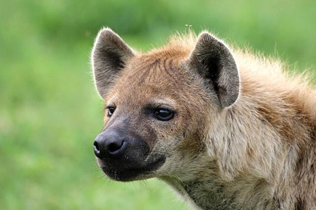 <p>Tanzanie - NP Ruaha - Hyena skvrnitá</p>