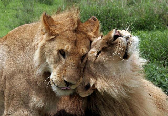 <p>Tanzanie - Selous GR - Mazlící se lvi</p>
