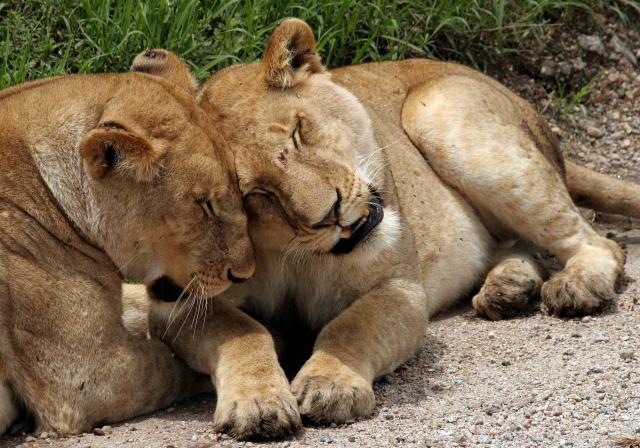 <p>Tanzanie - Selous GR - Mazlící se lvi</p>