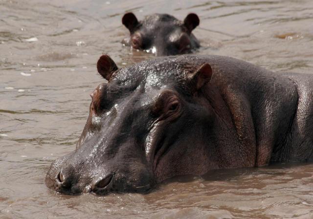 <p>Tanzanie - Selous GR - Koupel hrochů</p>